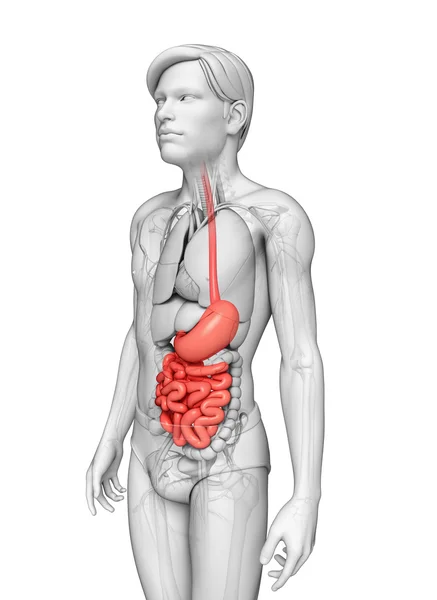 Dünndarmanatomie des Mannes — Stockfoto