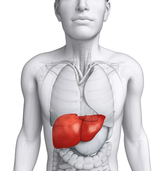 Anatomie der männlichen Leber — Stockfoto