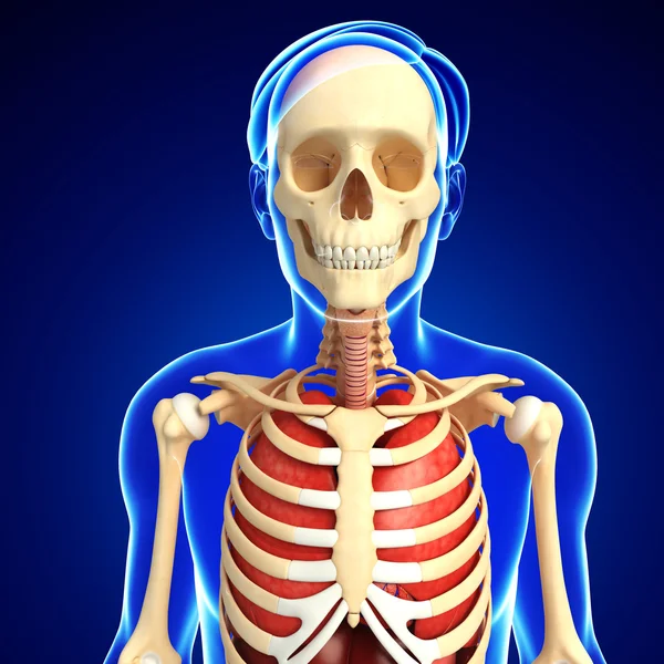 Male skeleton and lungs artwork — Stock Photo, Image