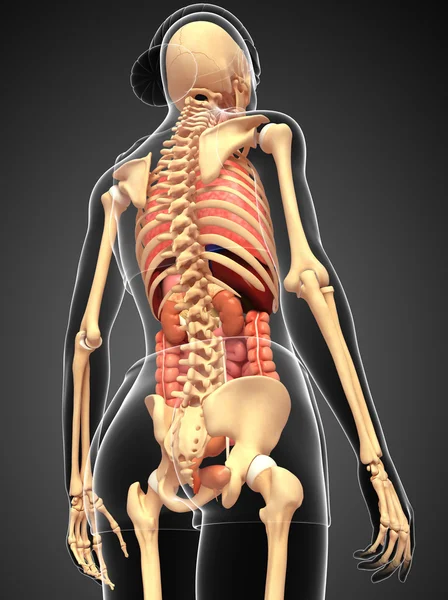 Female skeleton and digestive system — Stock Image Female skeleton and digestive system Stock Picture