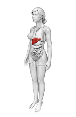  kadın karaciğer anatomisi