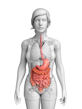 Small intestine anatomy of female clipart