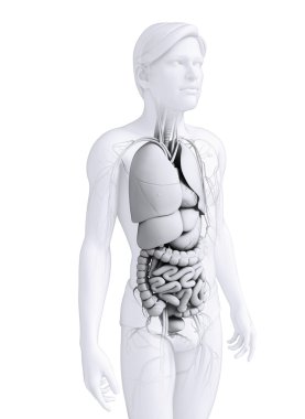 erkek anatomisi, sindirim sistemi