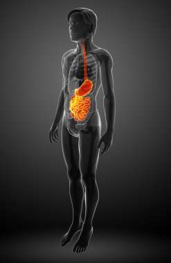 erkek anatomisi ince bağırsak