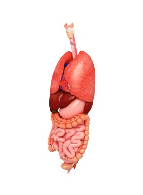 kadın sindirim sistemi resmi 