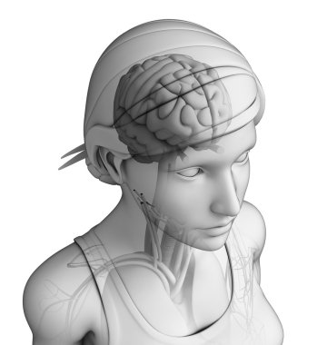 Human head anatomy clipart