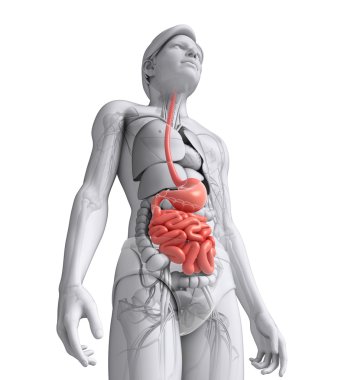 erkek anatomisi ince bağırsak