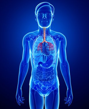 erkek boğaz anatomisi