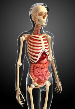  erkek iskeleti ve sindirim sistemi