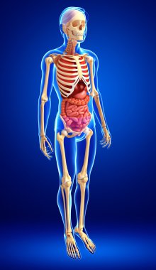  erkek iskeleti ve sindirim sistemi