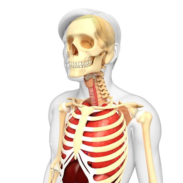 Male skeleton and lungs artwork — Stock Photo, Image