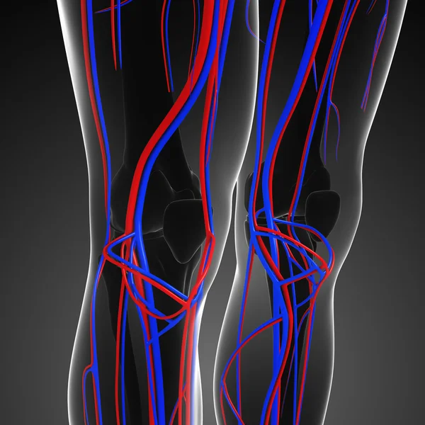 Knie bloedsomloop — Stockfoto