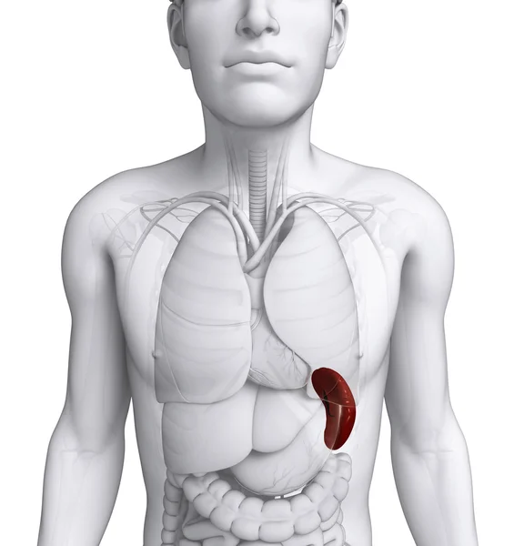 Anatomia mężczyzna śledziony — Zdjęcie stockowe