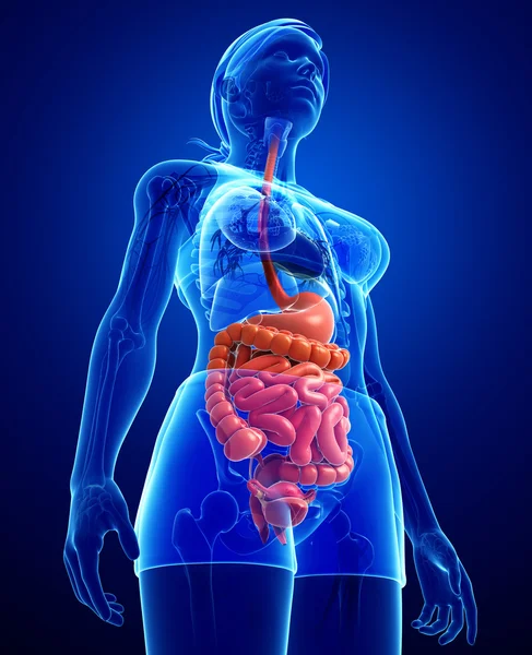 Anatomía del intestino delgado de la mujer —  Fotos de Stock