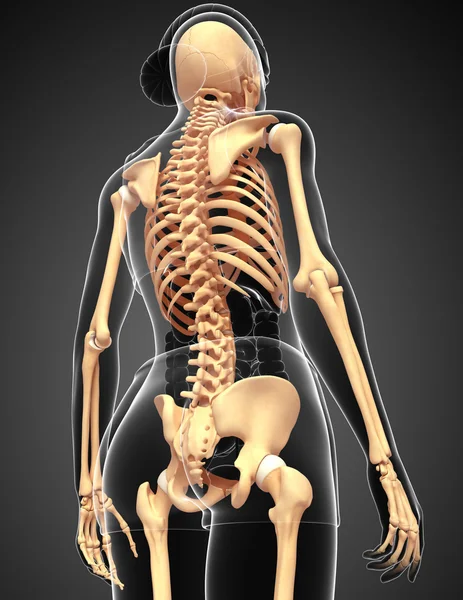Menselijk skelet terug bekijken — Stockfoto