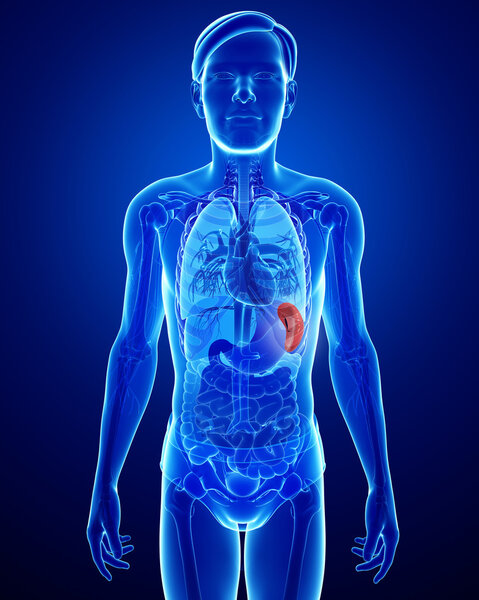 Анатомия мужской селезенки
