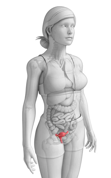 Anatomie der weiblichen Gebärmutter — Stockfoto