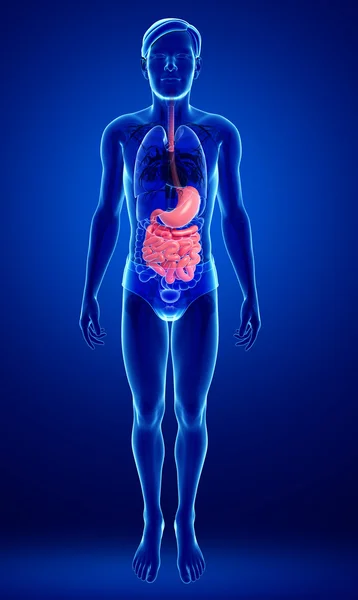 男性の小腸の解剖学 — ストック写真