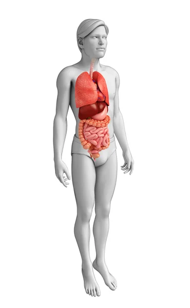 Digestive system of male body — Stock Photo, Image