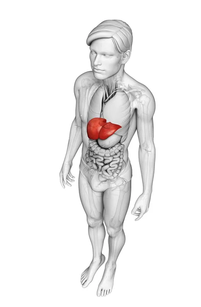 Male liver anatomy — Stock Photo, Image