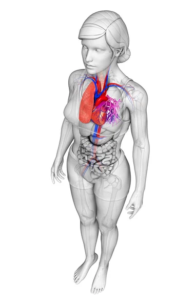 Anatomie člověka plíce — Stock fotografie