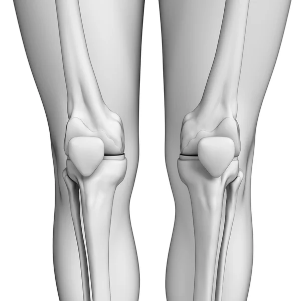 人体膝关节图稿 — 图库照片