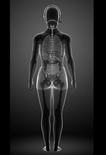 Kvinnliga xray matsmältningssystemet — Stockfoto