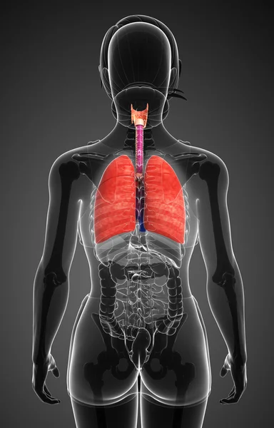 Anatomia kobiety płuc — Zdjęcie stockowe