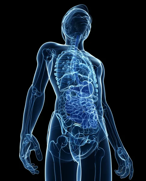 X 射线消化系统的男性身体图稿 — 图库照片