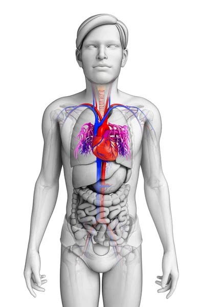 Anatomie mužského srdce — Stock fotografie