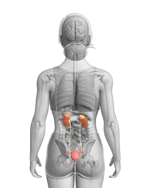 Female urinary system — Stock Photo, Image