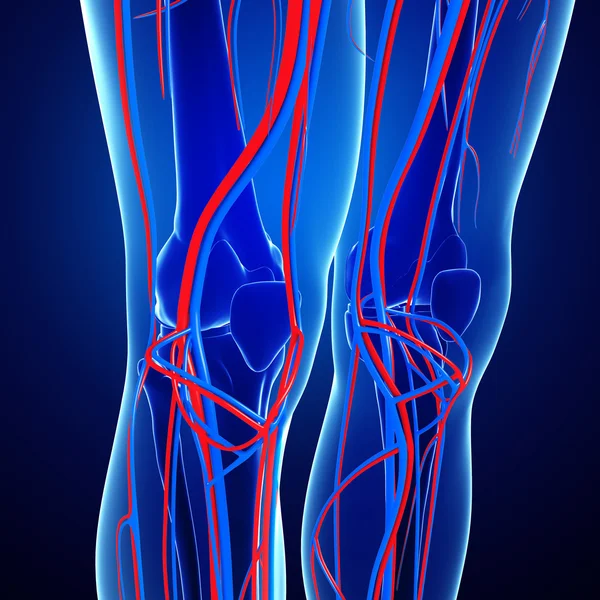 Knee circulatory system — Stock Photo, Image