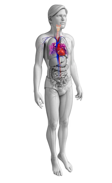 Anatomia serca mężczyzn — Zdjęcie stockowe