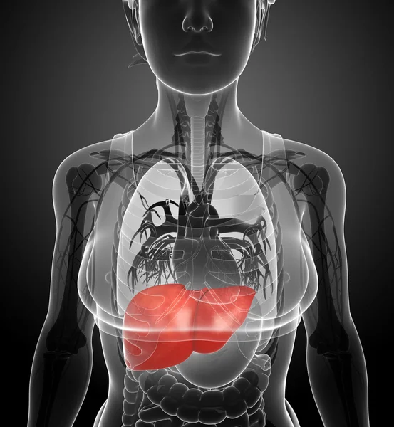 Kobiecej anatomii wątroby — Zdjęcie stockowe