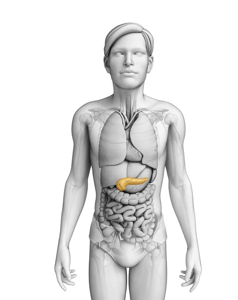Anatomia del pancreas maschile — Foto Stock