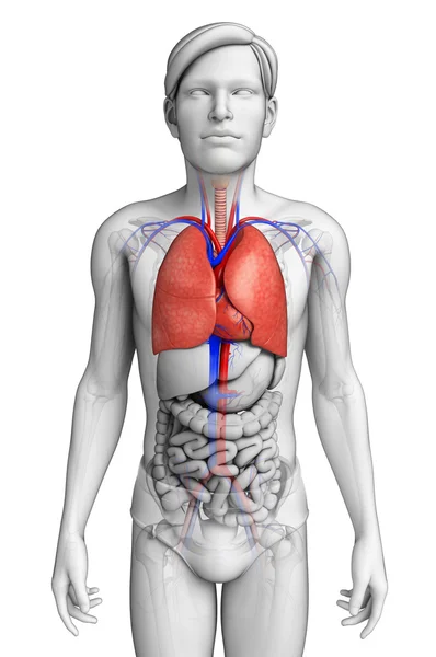 Anatomia plămânilor umani — Fotografie, imagine de stoc