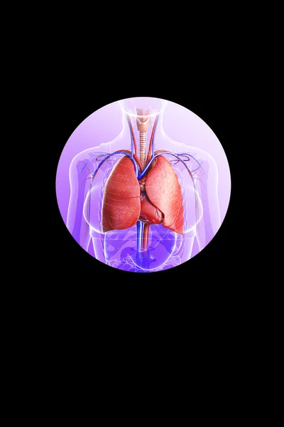 Pulmones masculinos anatomía —  Fotos de Stock