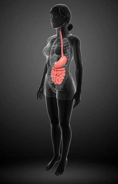 Anatomía del intestino delgado de la mujer — Foto de Stock