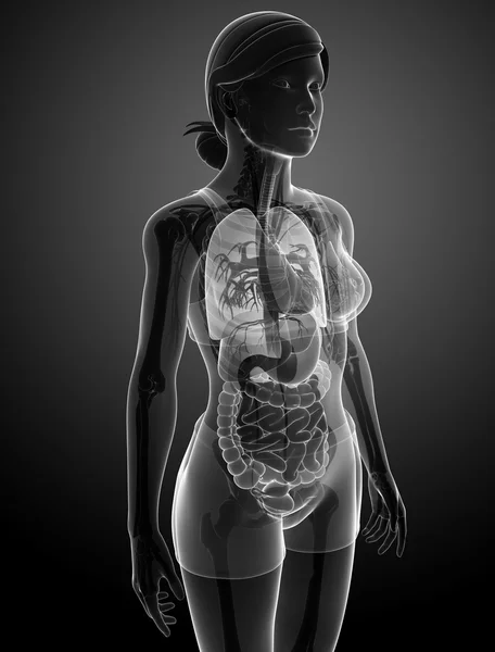 Sistema digestivo de rayos X femeninos — Foto de Stock
