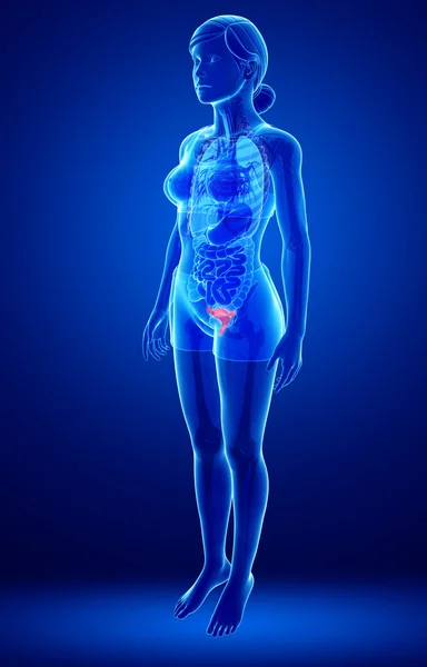 Anatomía del útero femenino —  Fotos de Stock