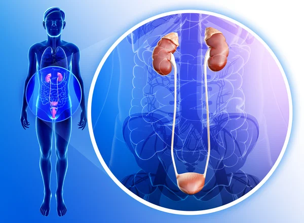Mužský močový systém — Stock fotografie