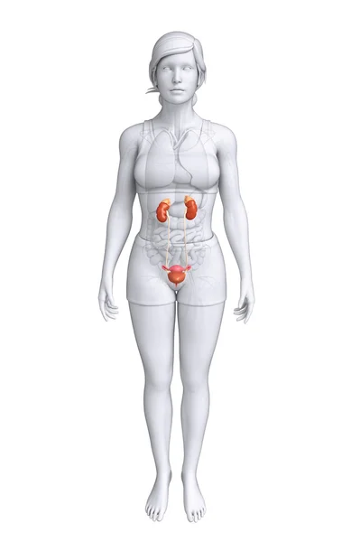 Female urinary system — Stock Image Female urinary system Stock Image