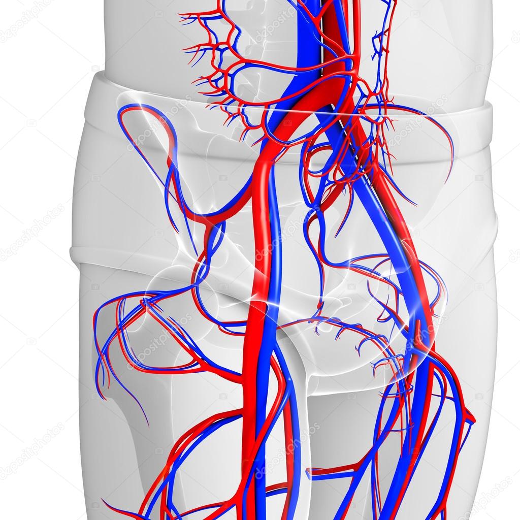 Pelvic circulatory system