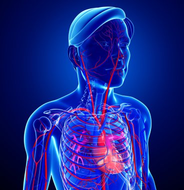 erkek kalp dolaşım sistemi