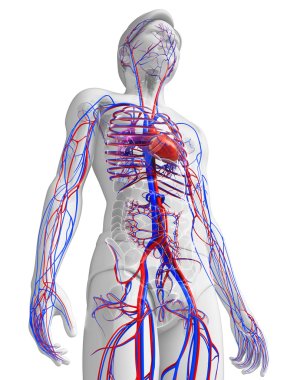 Human heart anatomy clipart