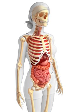 dişi iskeleti ve sindirim sistemi