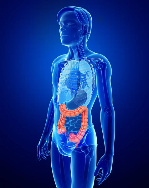 Anatomia do intestino grosso masculino — Fotografia de Stock