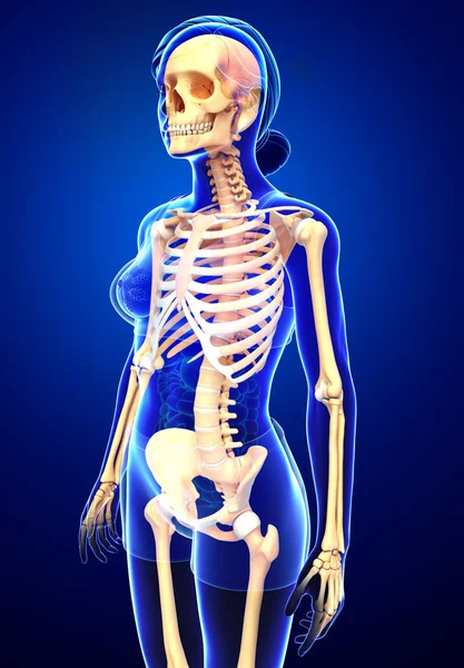 İnsan iskeleti yan görünümü