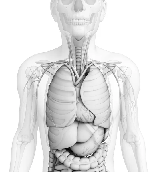 Układ trawienny ludzkiego ciała — Zdjęcie stockowe
