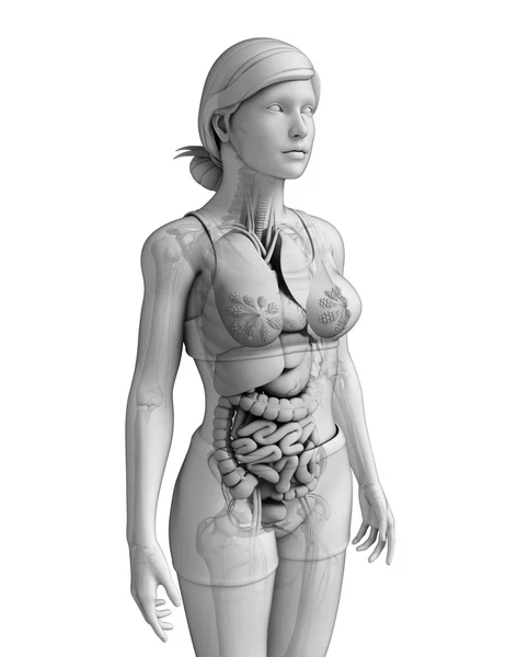 Digestive system of female anatomy — Stock Photo, Image